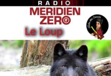 Echos des Canuts #33: Le Loup !